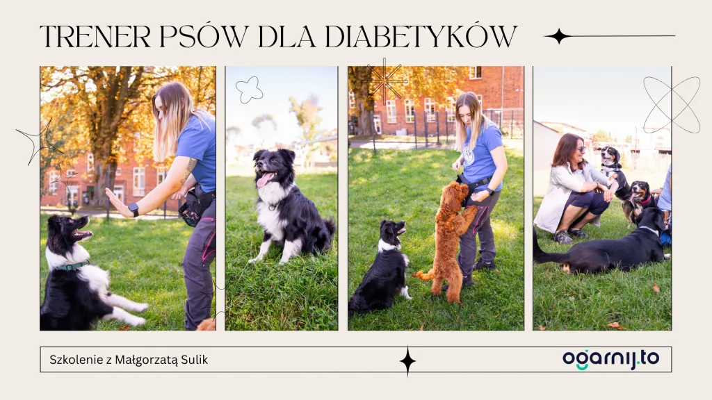 szkolenie trener psów dla diabetyków szczecin, szkolenie trening psów dla diabetyków szczecin